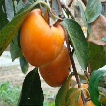 重庆甜柿树苗哪里有适应能力强的柿子苗