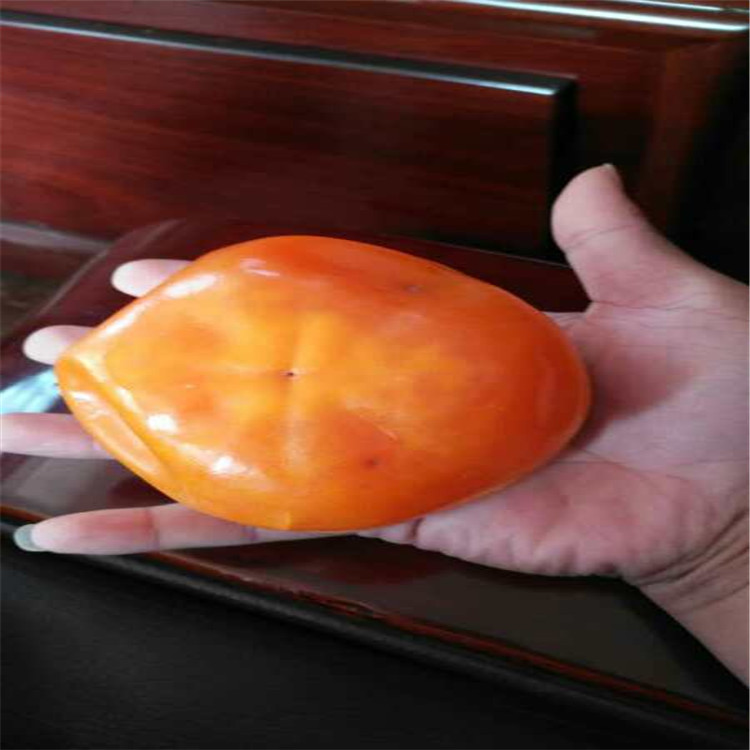 宁夏自治区甜柿树苗厂家产量高柿子苗