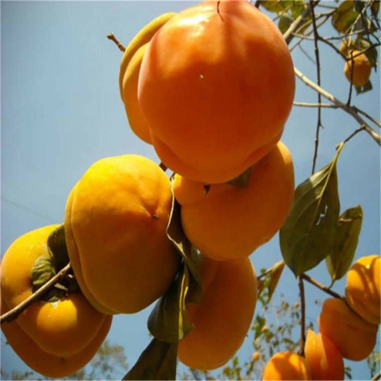 浙江省富有甜柿树苗批发柿子苗品种
