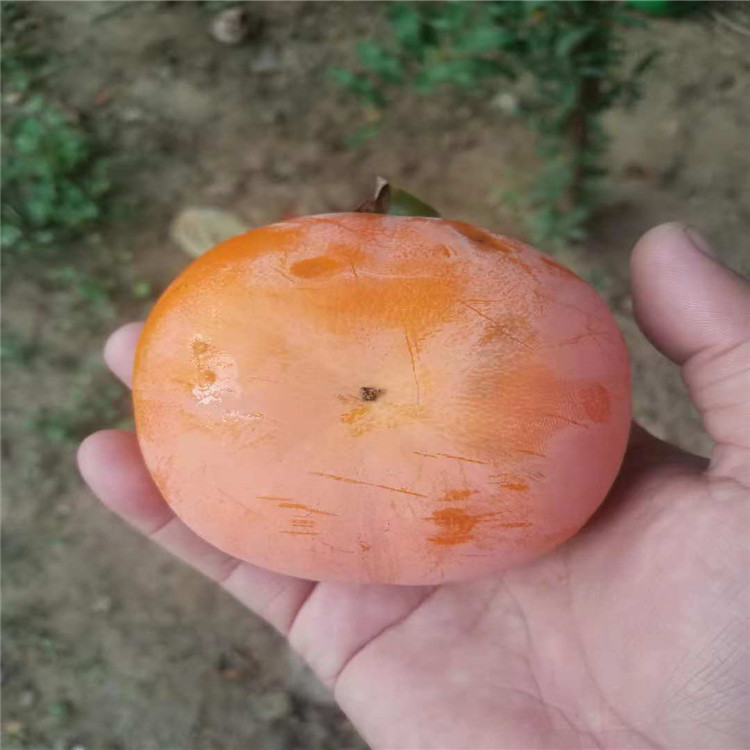 海南省柿子苗价格抗强柿子苗品种