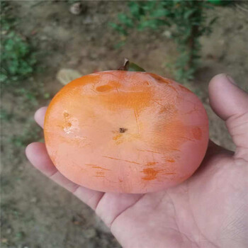 宁夏回族自治区甜柿树苗厂家产量高柿子苗