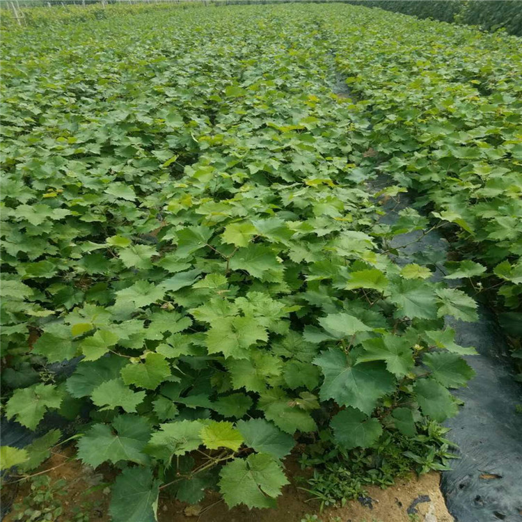 蓝宝石葡萄苗种植基地产量高葡萄苗