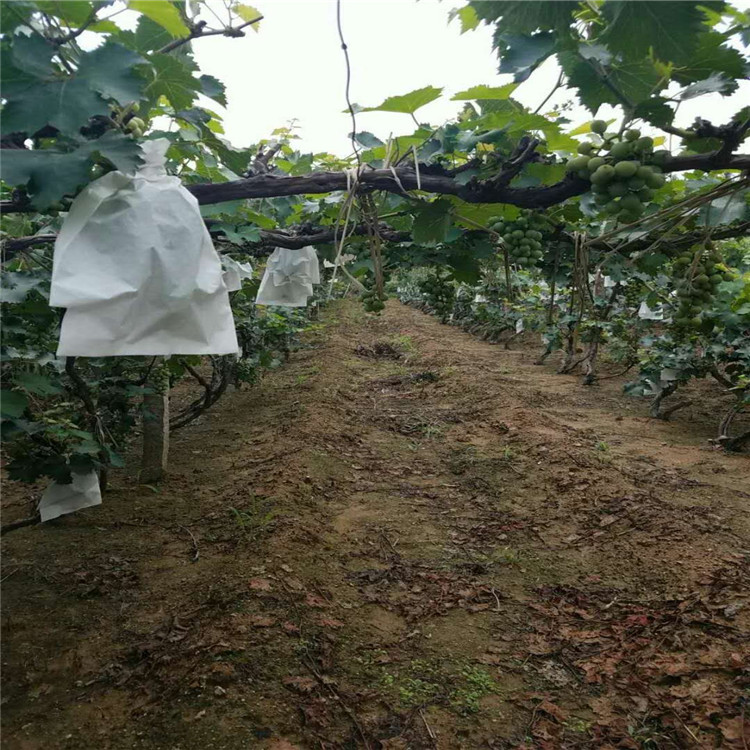 蓝宝石葡萄苗种植基地产量高葡萄苗