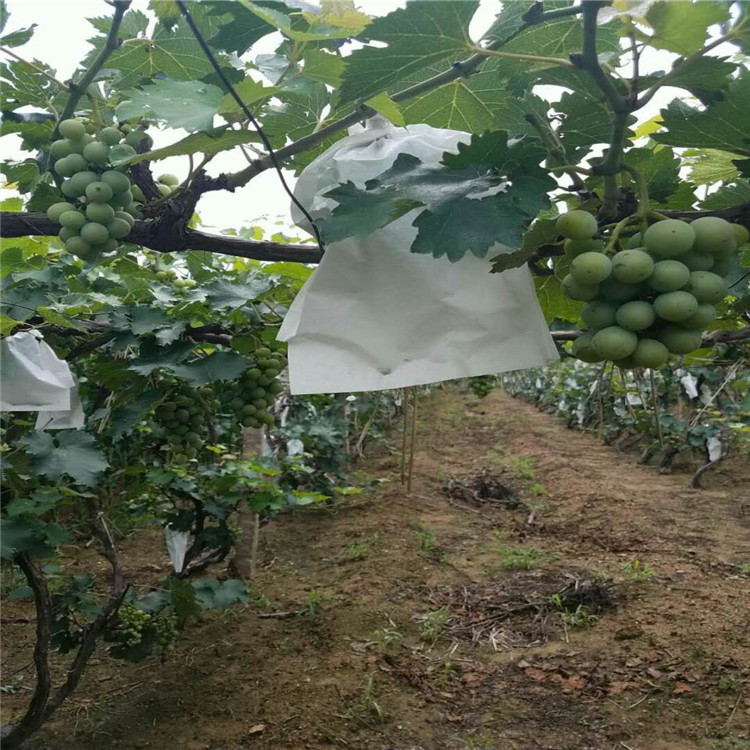 贵州省玫瑰香葡萄苗哪里有抗强葡萄苗品种
