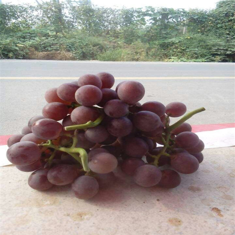 吉林省葡萄苗多少钱一棵葡萄苗现货充足