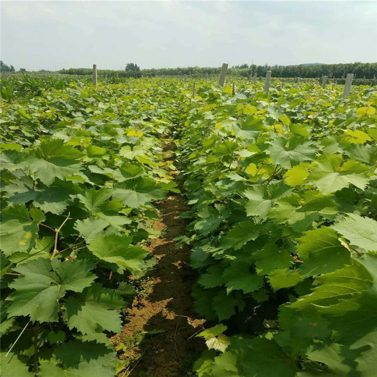 蓝宝石葡萄苗种植基地产量高葡萄苗