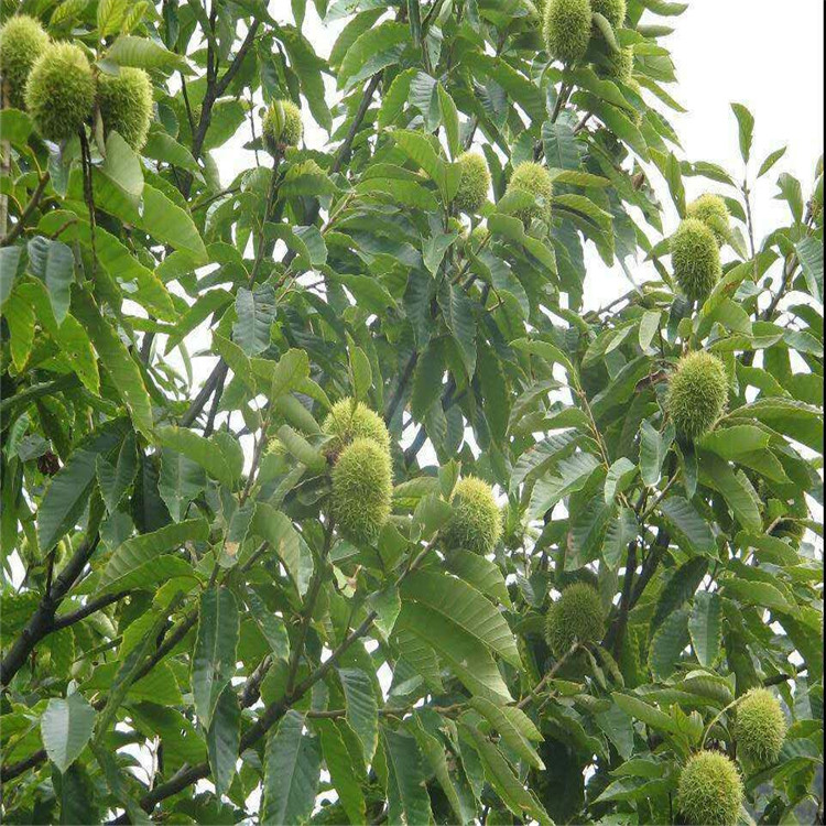 实生板栗苗种植基地栗子苗品种