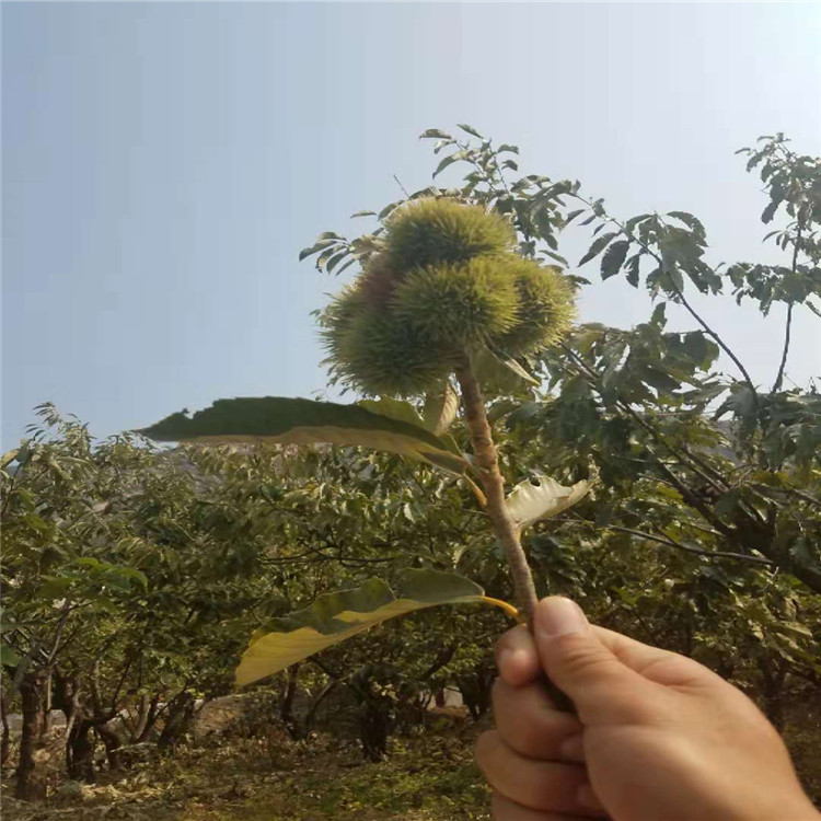 实生板栗苗种植基地栗子苗品种