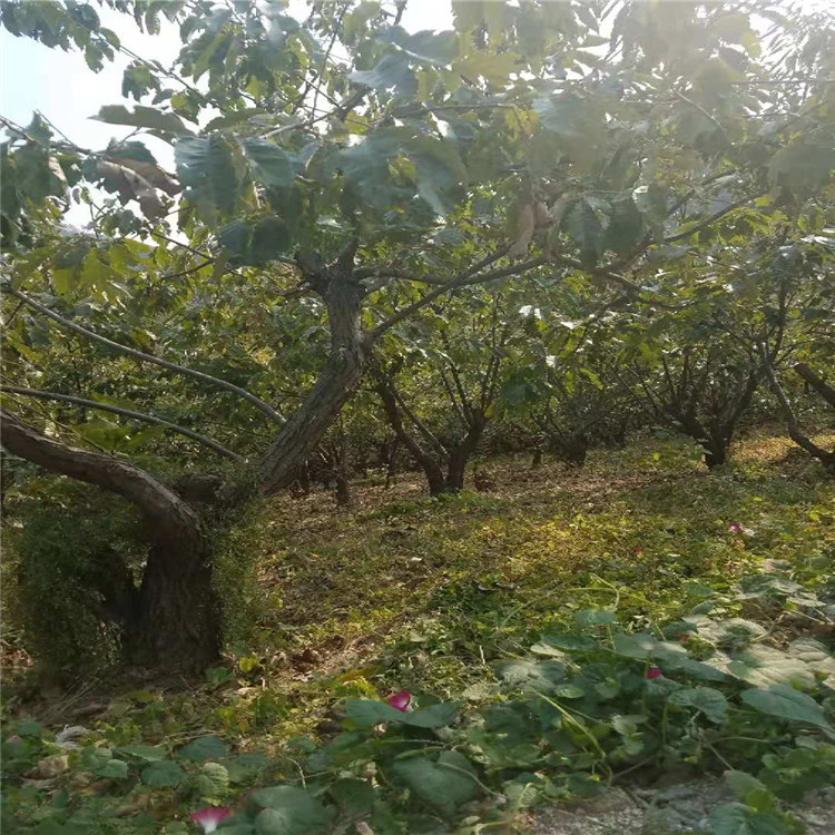 黑龙江省华丰板栗苗种植基地板栗苗规格