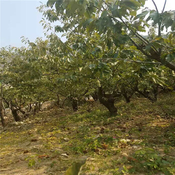 贵州省泰山板栗苗种植基地板栗苗规格