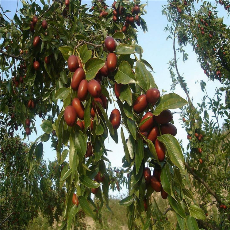 河南省沾化冬枣树苗种植基地根系发达枣树苗