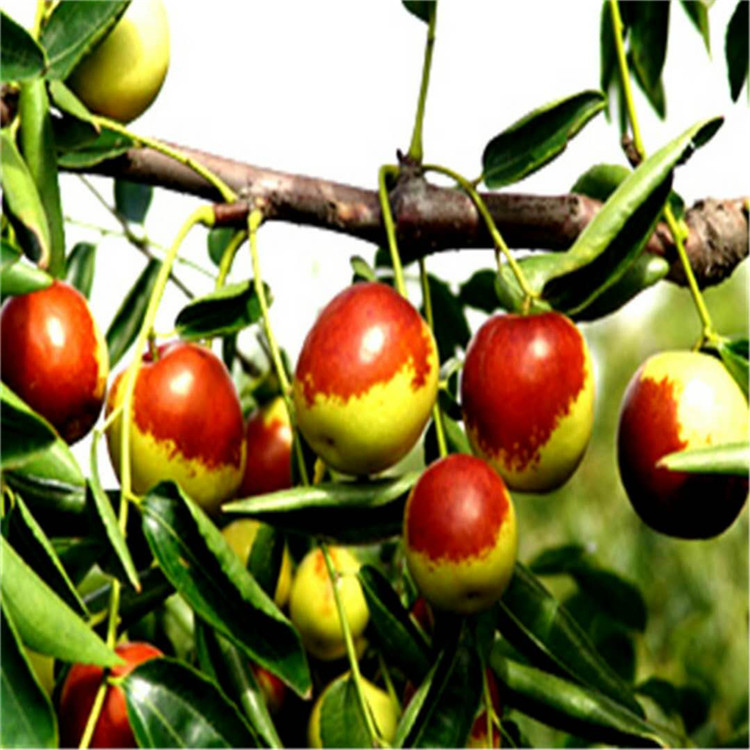 内自治区梨枣树苗种植基地枣树苗规格