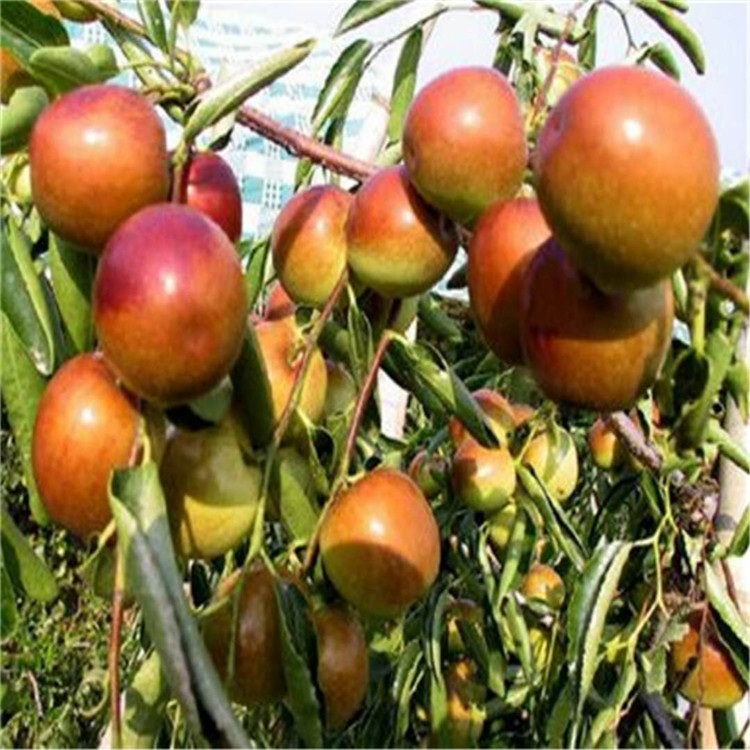 广西壮族自治区新金丝4号枣苗种植基地枣树苗品种
