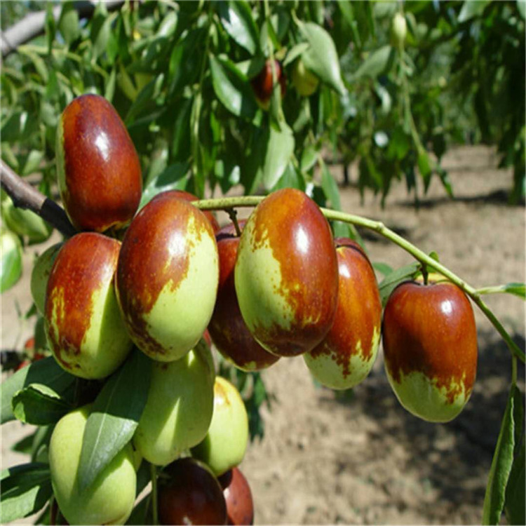 黑龙江省龙枣树苗多少钱一棵枣树苗品种