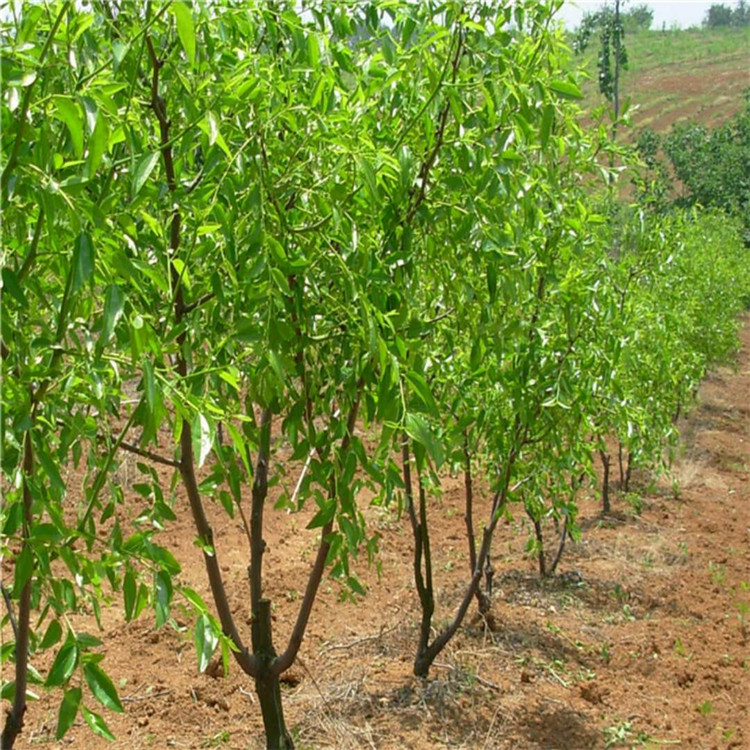 内自治区梨枣树苗种植基地枣树苗规格