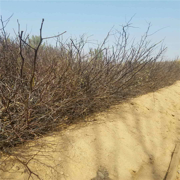 河南省沾化冬枣树苗种植基地根系发达枣树苗