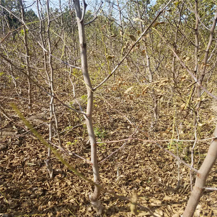 河南省沾化冬枣树苗种植基地根系发达枣树苗