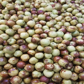 西藏自治区沾化冬枣树苗多少钱一棵枣树苗大量有货