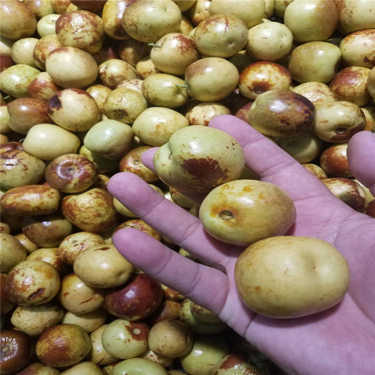 辽宁省梨枣树苗多少钱一棵产量高枣树苗
