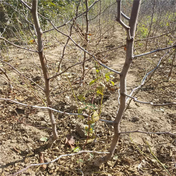 广西壮族自治区新金丝4号枣苗种植基地枣树苗品种