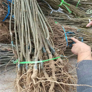 華光板栗苗廠家板栗苗規(guī)格