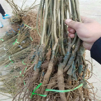 占地板栗苗種植基地產(chǎn)量高板栗樹(shù)苗出售