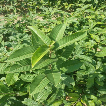 适合南方种植板栗苗批发产量高板栗树苗出售