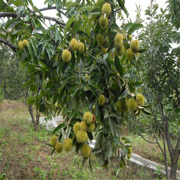 華豐板栗苗種植基地適應(yīng)能力強(qiáng)的板栗苗
