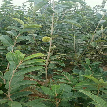 占地板栗苗批發(fā)板栗苗現(xiàn)貨充足