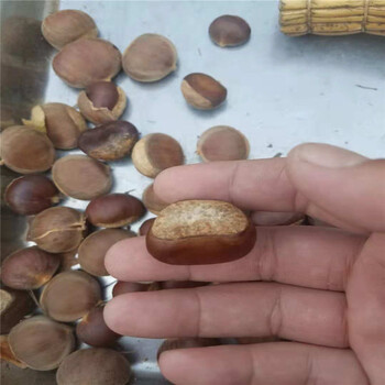 適合南方種植板栗苗哪里有產(chǎn)量高板栗樹苗出售