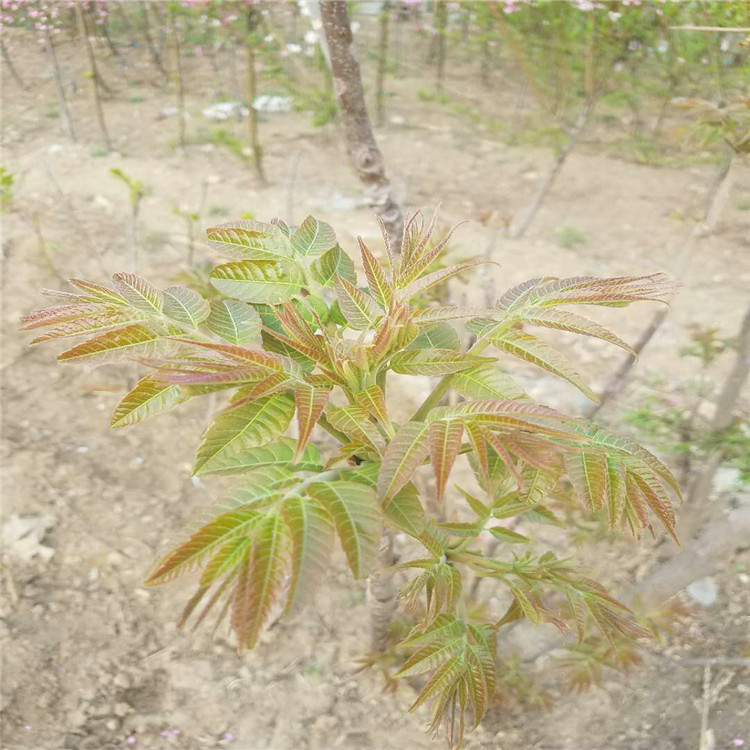 适合南方种植香椿苗种植基地 红油香椿苗