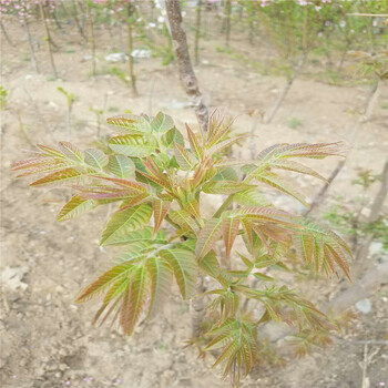 占地香椿苗价格香椿苗规格