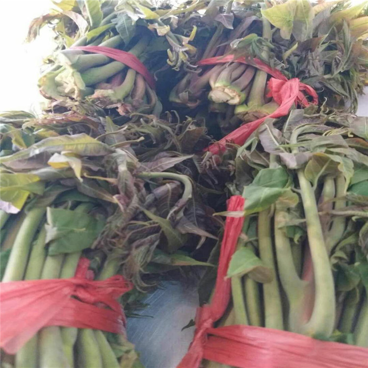 贵州省红油香椿苗多少钱一棵香椿苗出售