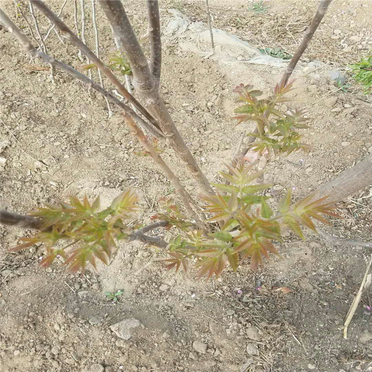 宁夏自治区香椿小苗种植基地根系发达香椿苗