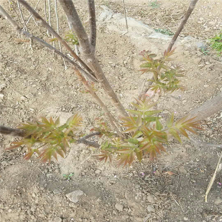 江西省红油香椿苗种植基地适应能力强的香椿苗