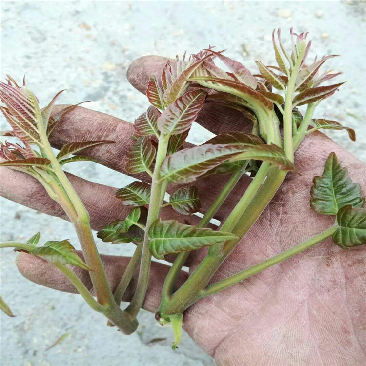 宁夏自治区红油香椿树苗价格适应能力强的香椿苗