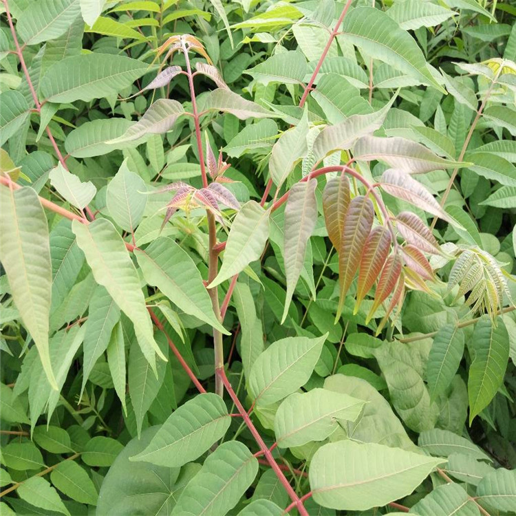 江苏省红油香椿树苗多少钱一棵香椿苗规格