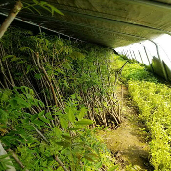 溫室香椿苗價格香椿苗現(xiàn)貨充足