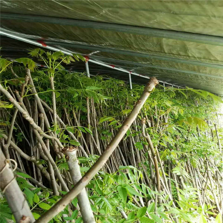 宁夏自治区红油香椿树苗价格适应能力强的香椿苗