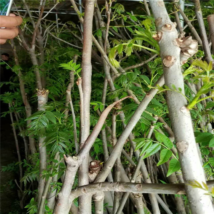 宁夏自治区香椿小苗种植基地根系发达香椿苗
