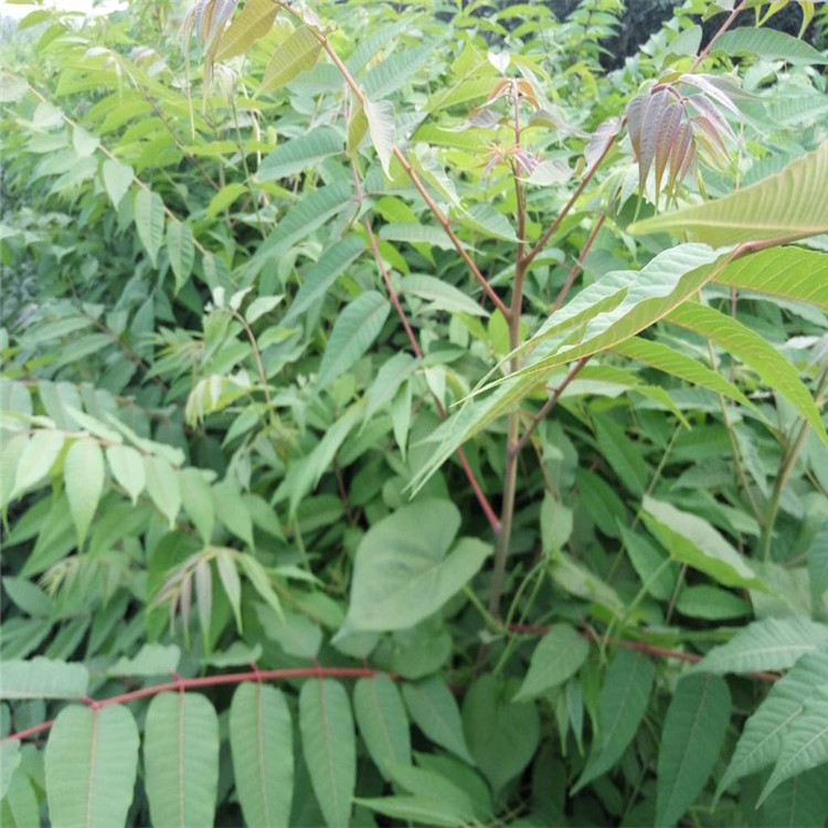 宁夏自治区成活率高香椿苗种植基地香椿苗大量有货