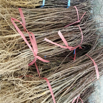 適合南方種植花椒苗哪里有花椒苗大量有貨
