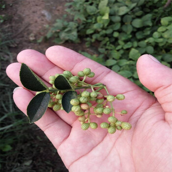 适合南方种植花椒苗多少钱一棵产量高花椒苗出售