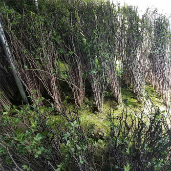 花椒苗種植基地花椒苗規(guī)格