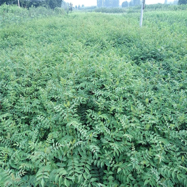 安徽省花椒小苗种植基地产量高花椒苗出售