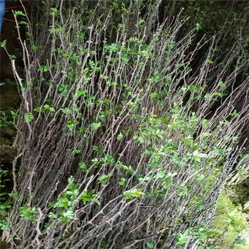 大棚花椒苗哪里有產(chǎn)量高花椒苗出售