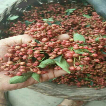大紅袍花椒苗價(jià)格花椒苗現(xiàn)貨充足