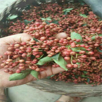花椒苗種植基地花椒苗現(xiàn)貨充足