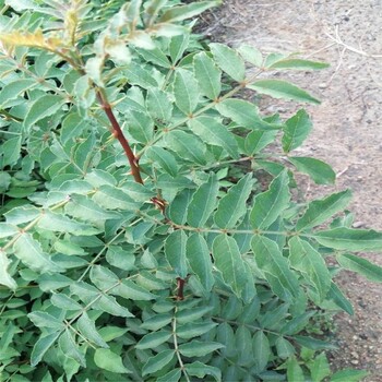 江西省大红袍花椒苗种植基地花椒苗大量供应