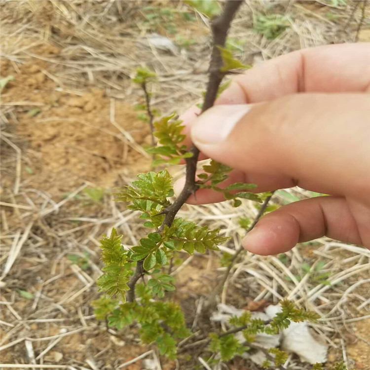 湖北省花椒苗厂家花椒苗出售